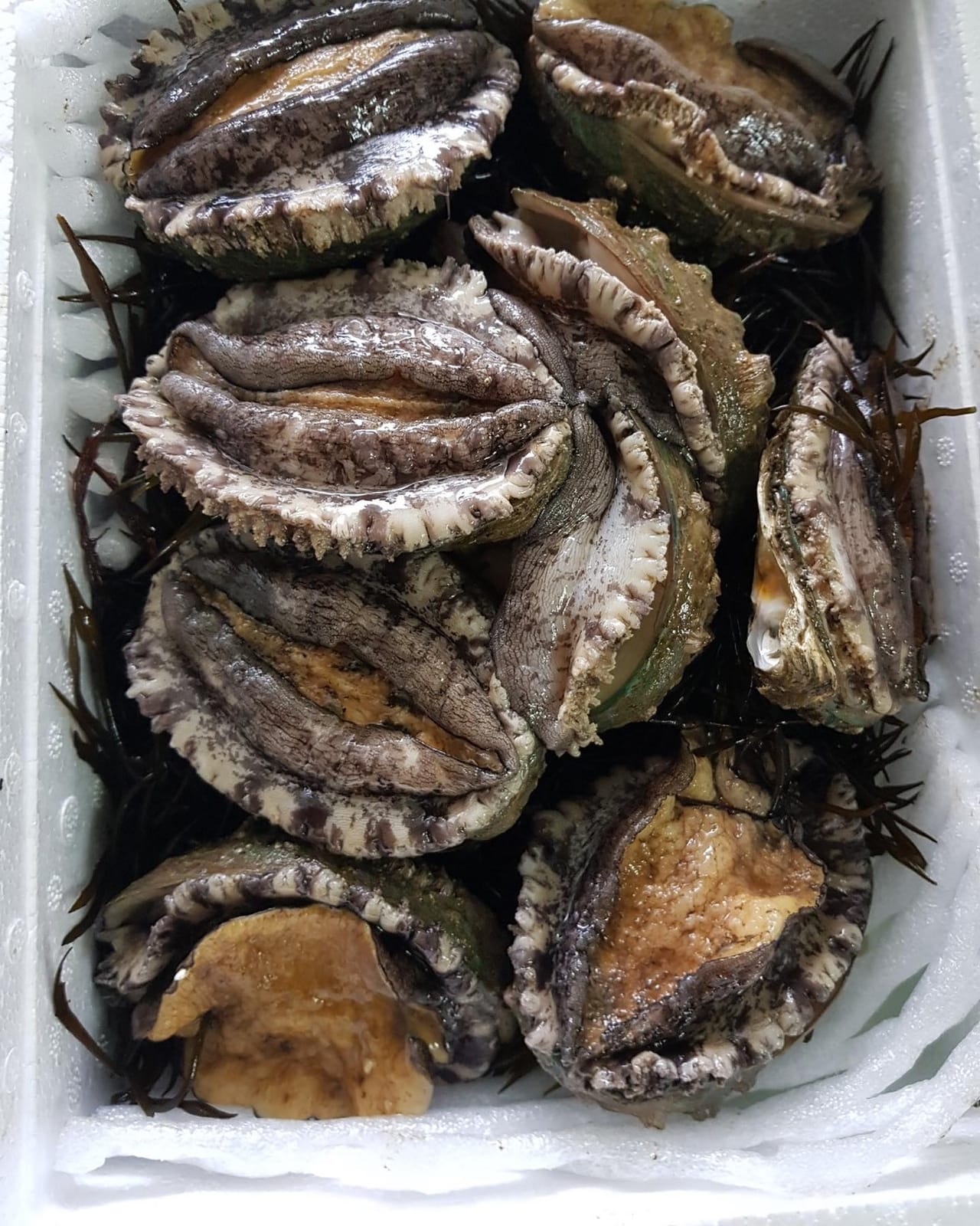 상자에 담긴 활전복