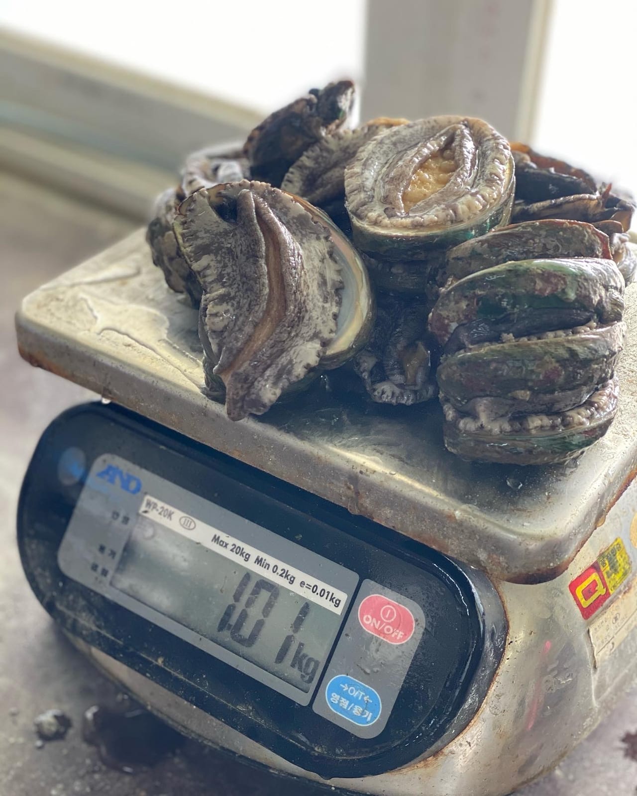 저울에 올린 전복 1kg